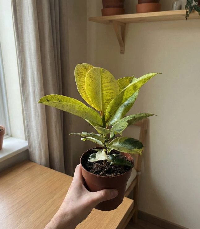 Ficus elastica Shivereana